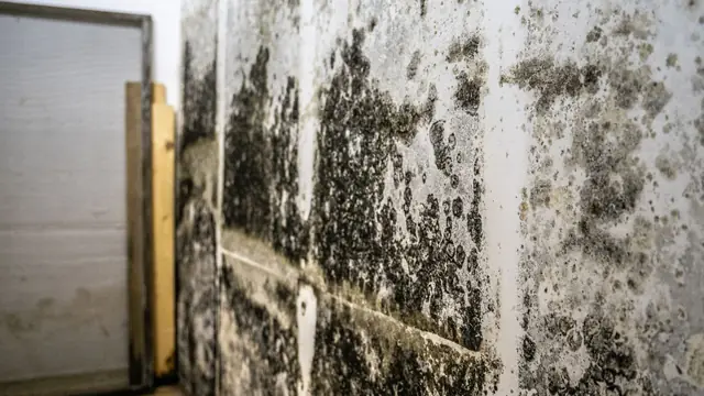 Black and gray mold growth on a block and plaster wall in a lower level