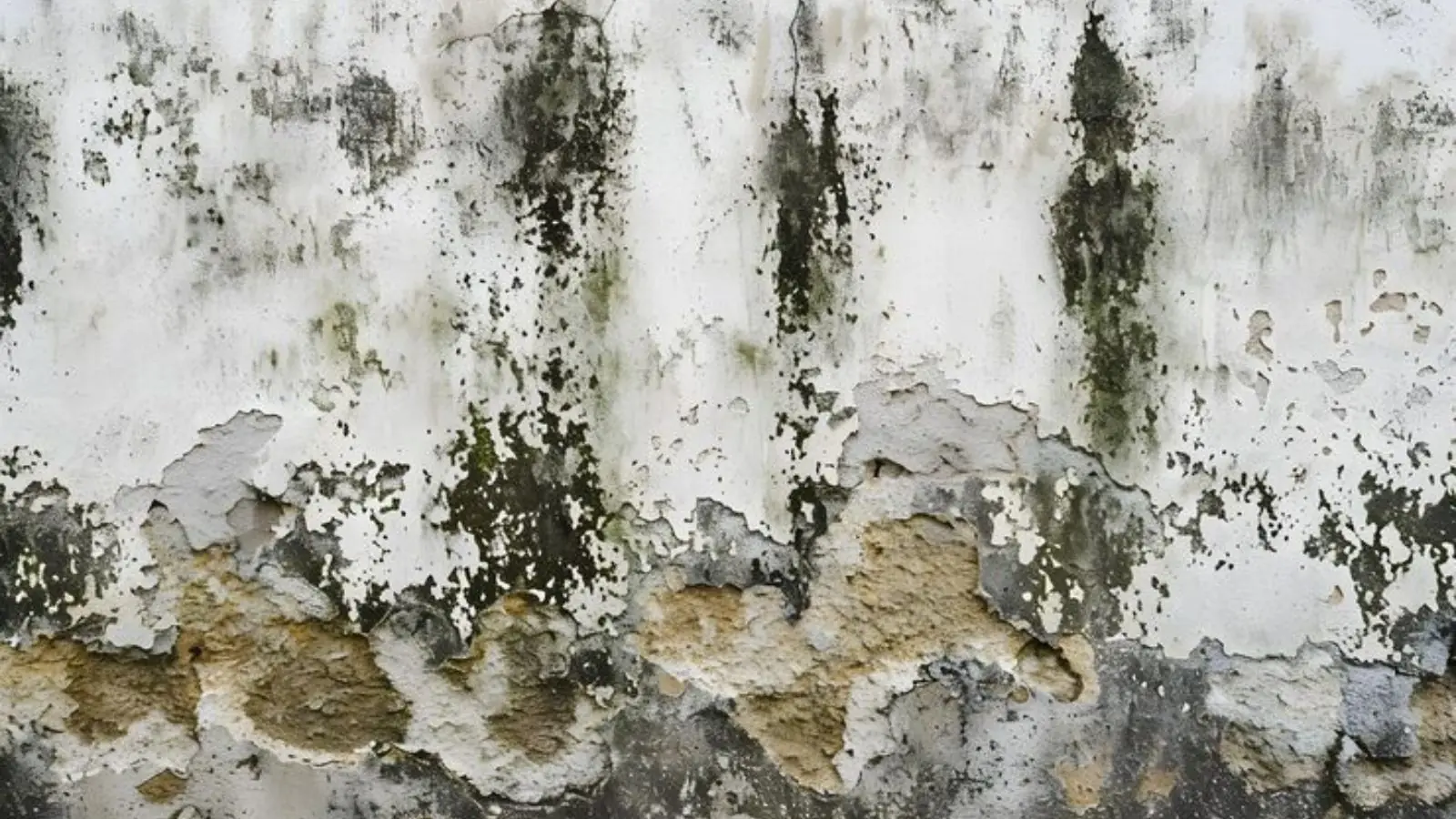 Dark green and black mold streaks on a peeling white wall